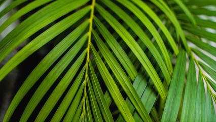 Dypsis lutescens concept, butterfly palm green abstract texture with, natural background, tropical leaves in Asia and Phuket Thailand.