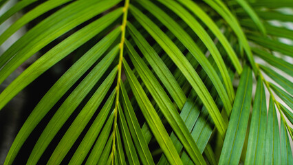 Fototapeta premium Dypsis lutescens concept, butterfly palm green abstract texture with, natural background, tropical leaves in Asia and Phuket Thailand.