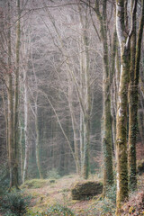 Idless woods in the mist cornwall uk near truro 