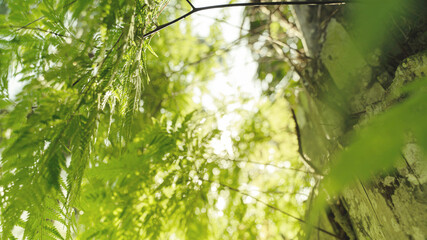 Naklejka premium Green leaves pattern background, Natural background and wallpaper. in Phuket Thailand.