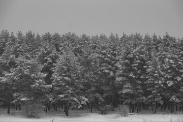 coniferous forest on a winter day