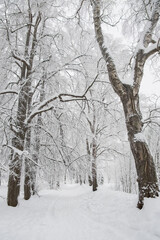 Fototapeta premium winter path in a snowy park among the trees