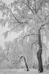 trees covered with snow against a gray sky on the outskirts of the forest