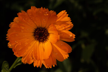 orange gerbera flower