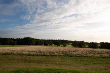 Fototapeta premium landscape with trees