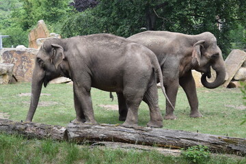 Fototapeta premium Group of elephants walking and eating . elephant partners playing.