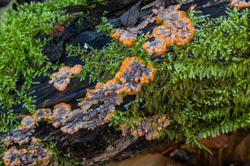 Nature detail mashrooms and moss at the rotten tree