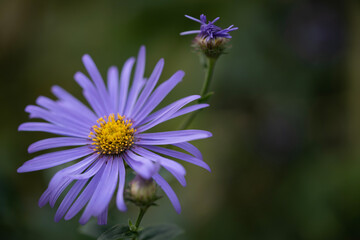 Obraz premium flower in a garden