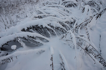 snow covered grass stems on forest ground