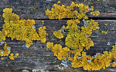 YELLOW MOSS ON THE WOOD