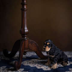 Fototapeta na wymiar brown and gold english cocker spaniel puppy sitting in a still life setting near a table