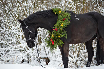 beautiful black horse with christmas wreath posing in snowing forest. winter