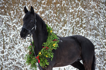 portrait of beautiful black horse with christmas wreath posing in snowing forest. winter