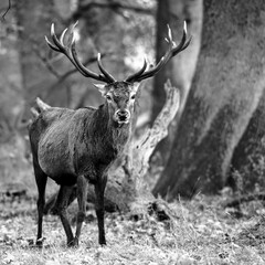 Red deer - Rothirsch (Cervus elaphus)