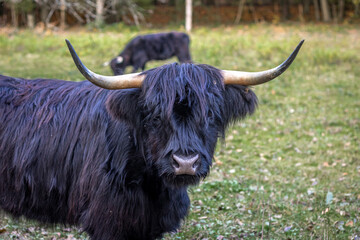 scottish highland cattle with dark fur cares for vegetation on a meadow in a nature reserve in southern germany