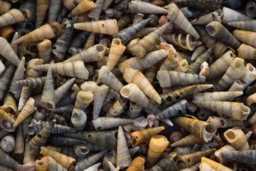 A pile of twisty shells on the beach