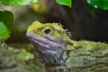 Tuatara at Auckland Zoo