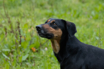 Meet Bogota, A Colombian farm dog high up into the mountains of Gatcheta. He along with 3 other...