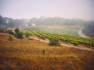 Fototapeta na wymiar A terraced wine vineyard in the fog