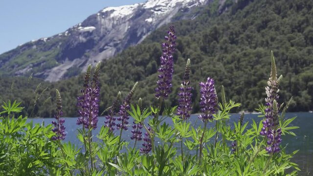 Lupinus, flores en lago Nahuel Huapi, Bariloche, patagonia argentina 