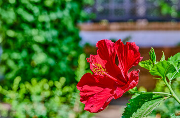 Hibiscus rosa-sinensis, better known as hibiscus.