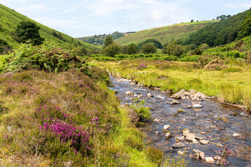 Fototapeta na wymiar An Exmoor stream in summer - Weir Water near Robbers Bridge, Somerset UK