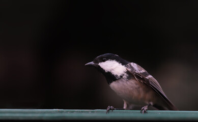 Coal tit keeps the balance on a mesh fence on a blurry black background.