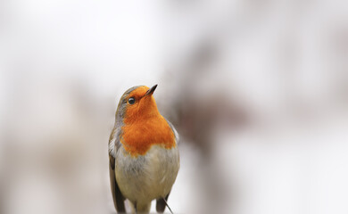 Portrait of a robin on a gray blurred background...