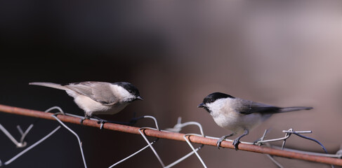 Oncoming traffic of small Coal tits on a mesh fence....