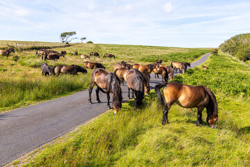 A herd of Exmoor ponies crossing a lane on the moorland of Exmoor National Park near Lucott Cross,...