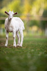 Obraz na płótnie Canvas Cute goats on an organic farm, looking happy, grazing outdoors - respectful animal farming