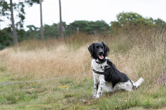 A Stabyhoun or Frisian Pointing Dog sitting in a heather field in bloom