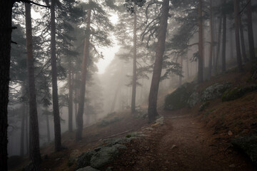 Obraz premium Camino Schmidt es un sendero de montaña que transcurre entre el puerto de Navacerrada y el valle de la Fuenfría.