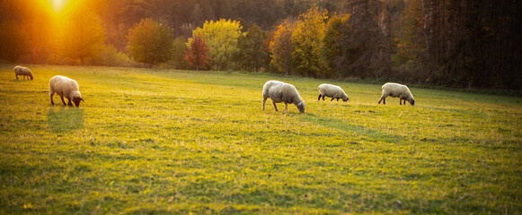 Sheep grazing on lush green pastures in warm evening light - obrazy, fototapety, plakaty