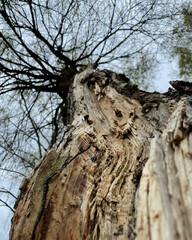 the split trunk of a mighty tree