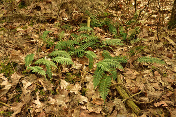 Green fern leaves grow over withered leaves on a litter in the spring forest.