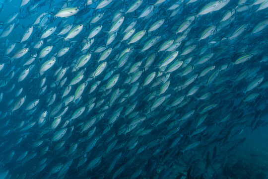 A shoal of fusilier fish at Komodo Island