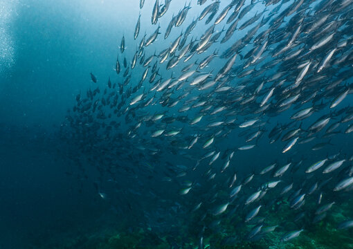 A shoal of fusilier fish at Komodo Island