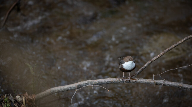 White-throated dipper (Cinclus cinclus) sitting on a stone. Diving bird hunting in the water. spring moment from the mountain river
