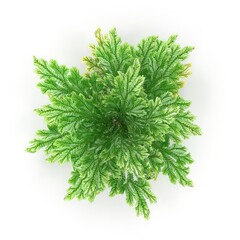 Photorealistic highly detailed 3D visualization of Selaginella. 3D render.