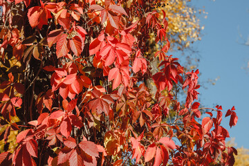 Red grape leaves close-up. Bright sunlight. Autumn natural background.
