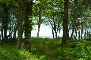 Beach access on a path to the Baltic Sea through a green forest

