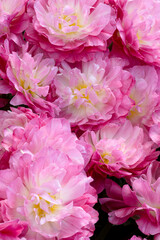 Amazing tulip flowers blooming. Pink peony type tulips
