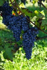 Obraz premium Clusters of Nebbiolo grapes in the Langhe, Piedmont - Italy