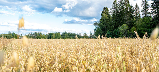 Ripe rye field, blue sky and forest at the edge of the field.
