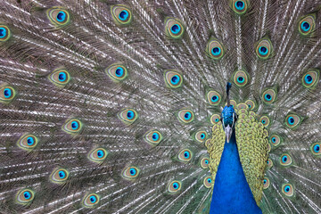 Obraz premium Closeup Image of a peacock dancing with its open feathers