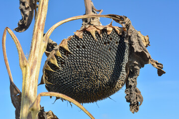Dry old sunflower, close-up. Ripe sunflower against the sky.