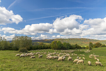 Obraz premium Sheep herd near Terchova, Mala Fatra, Slovakia