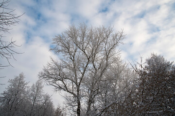 A big tree. The branches of the tree were covered with falling snow. Trees against the sky with white clouds.