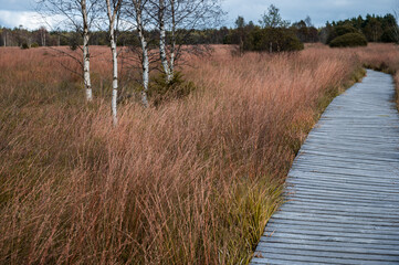 a boardwalk for through grassland towards a coniferous forest at the edge stands a birch